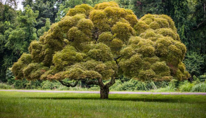 abundant-tree